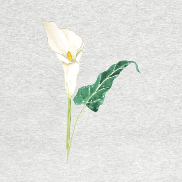 one white calla lily watercolor by colorandcolor